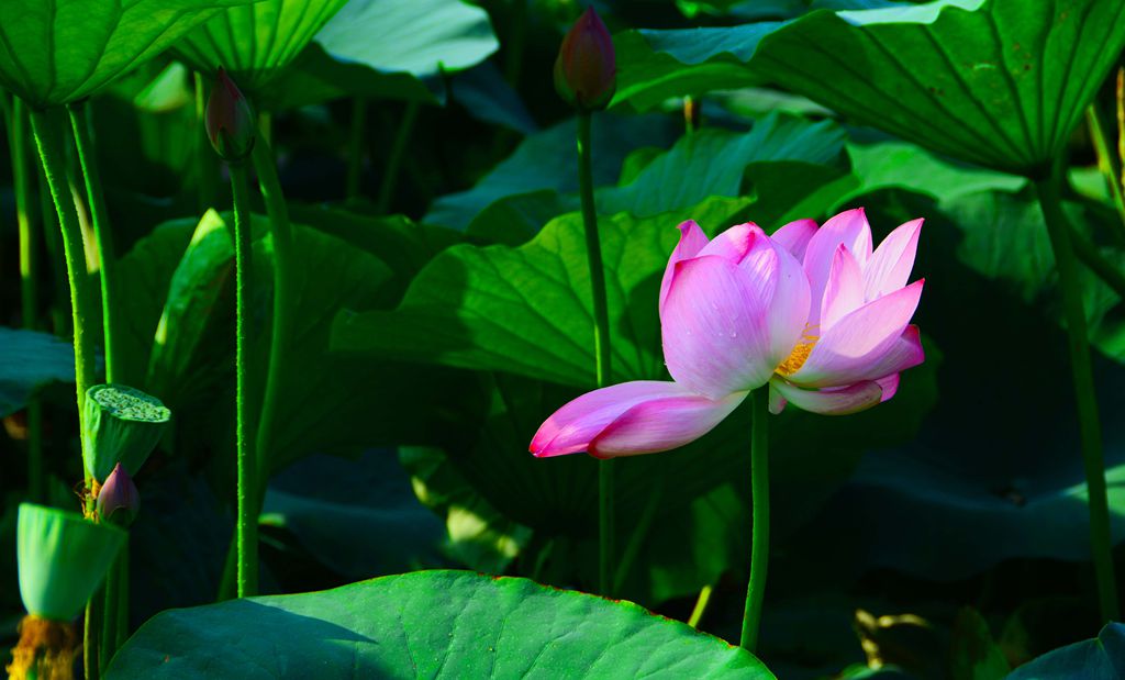 DSC_3562_副本.jpg