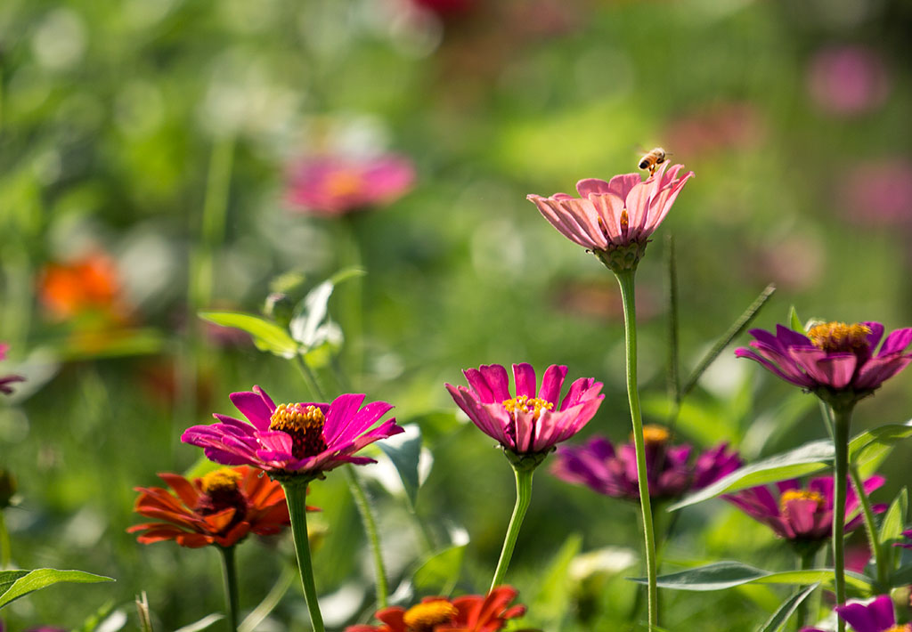 小花-5.jpg