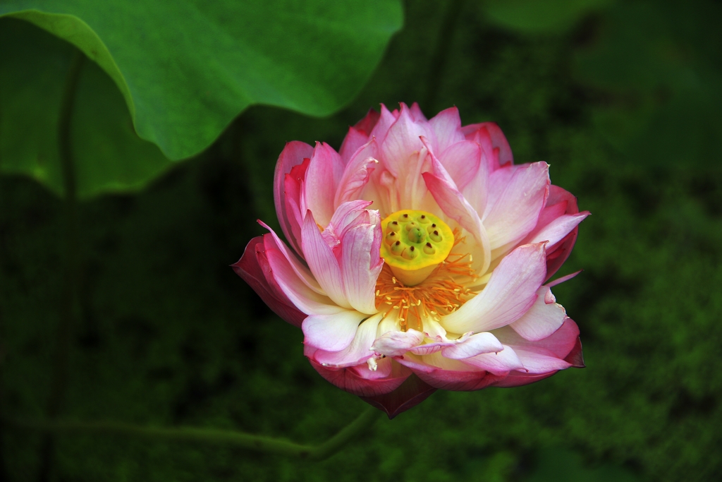 075_conew1.jpg