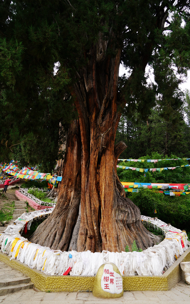 DSC09539_副本.jpg