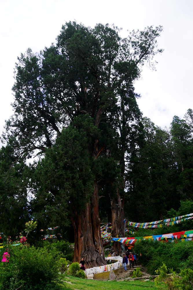 DSC09524_副本.jpg