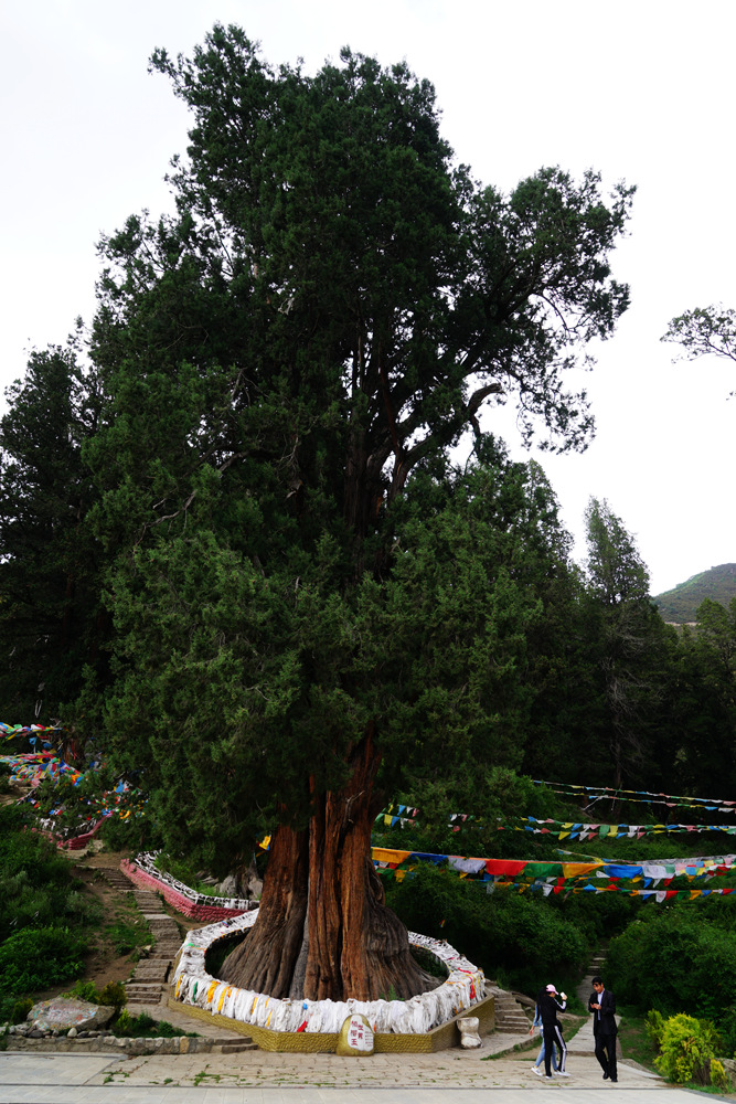 DSC09548_副本.jpg