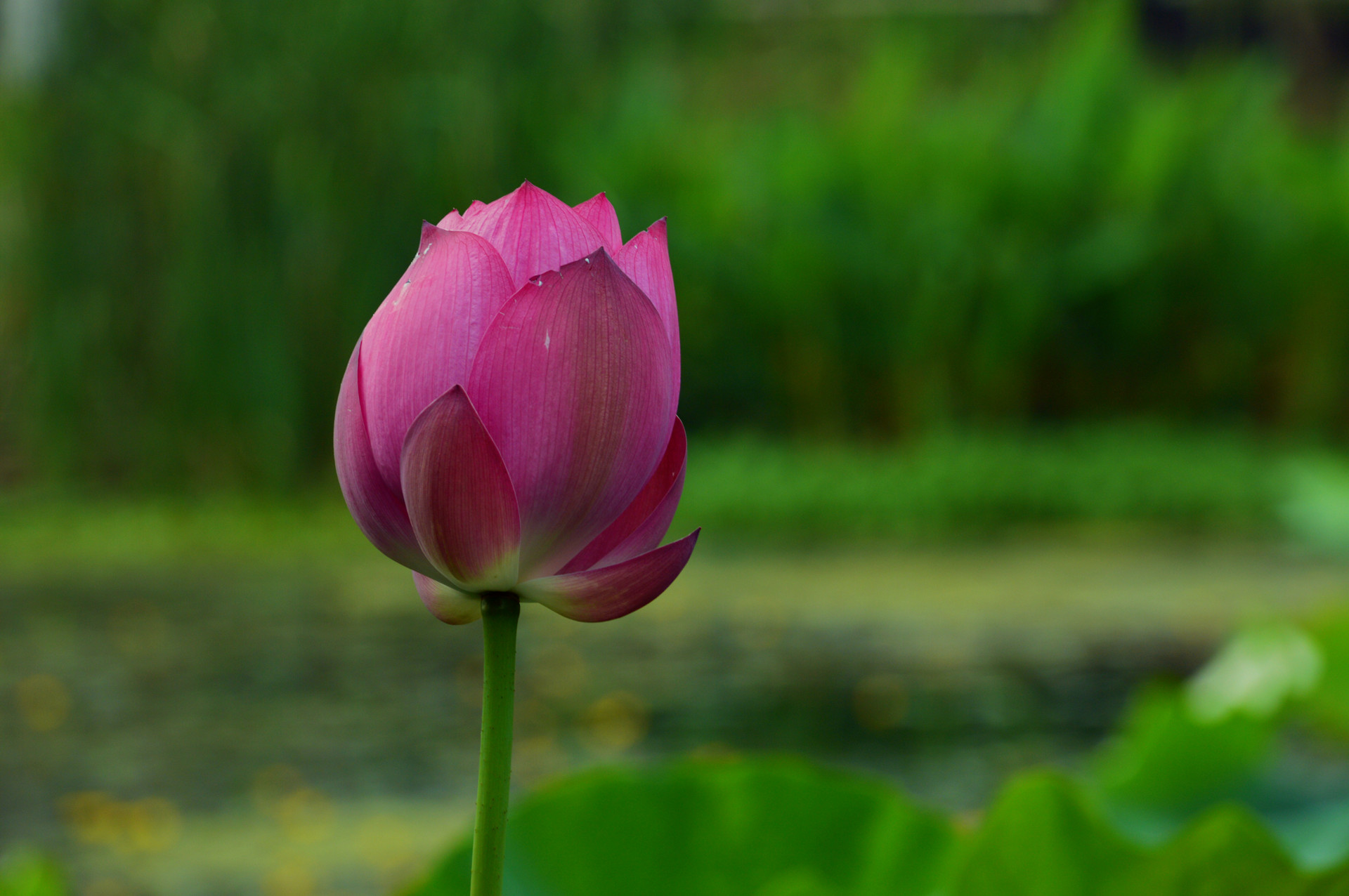 DSC_0068.JPG
