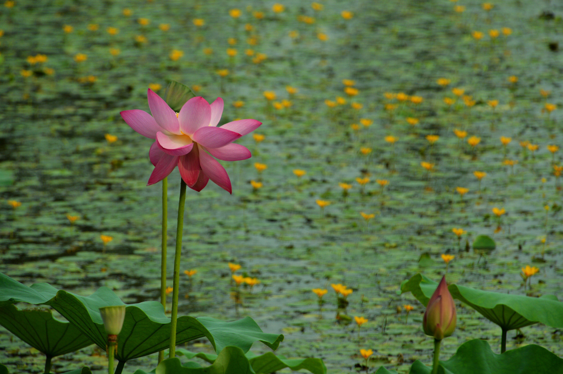 DSC_0027.JPG