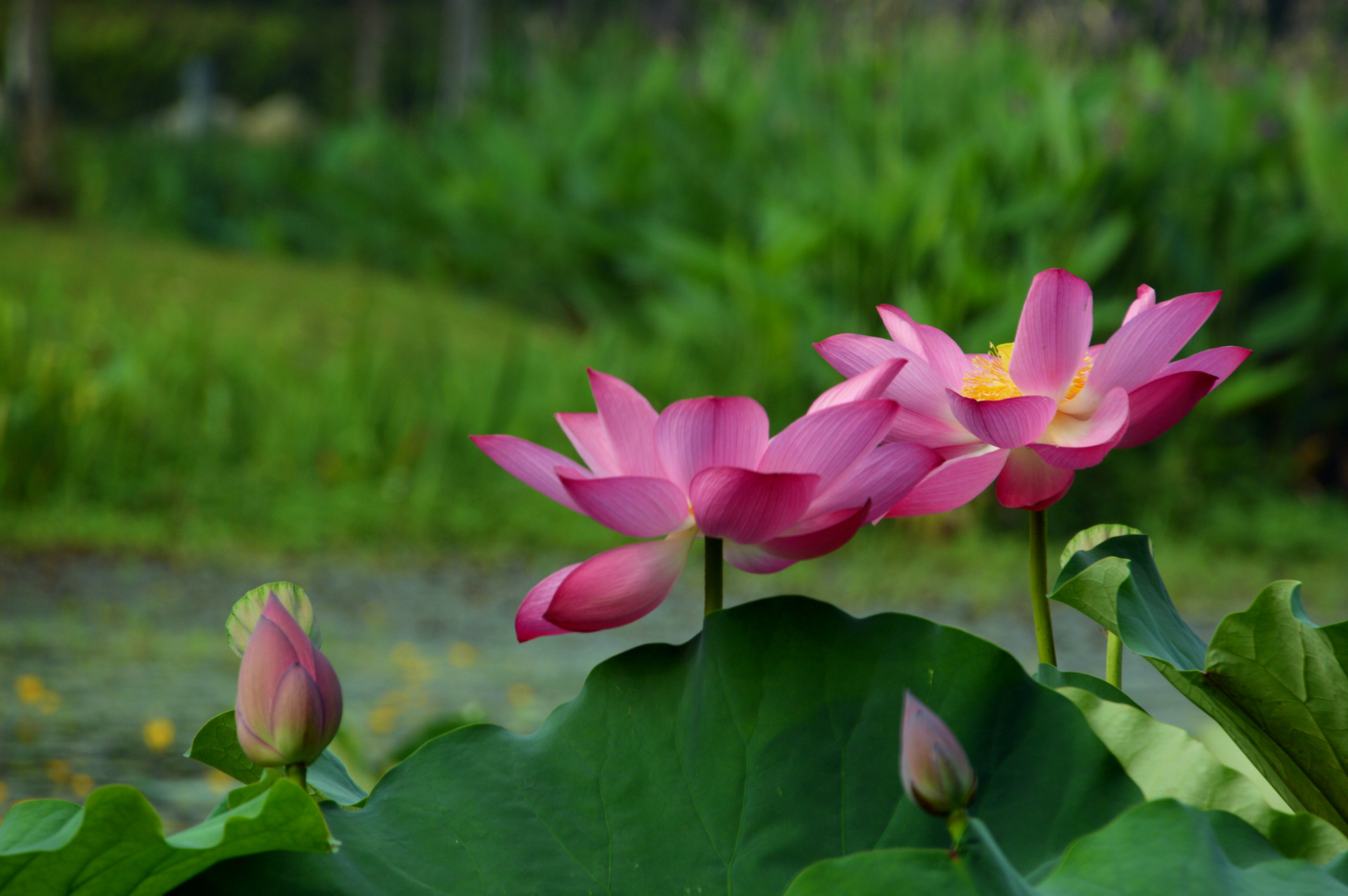 DSC_0095.JPG