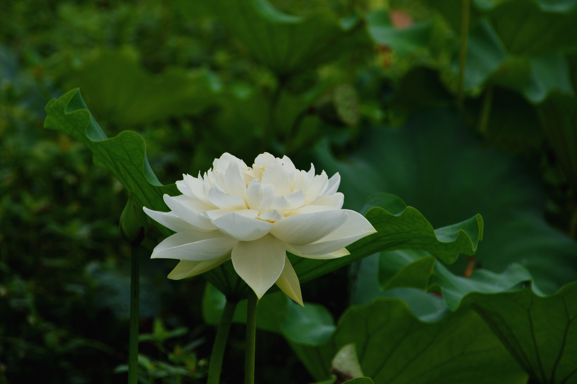 DSC_0025.JPG