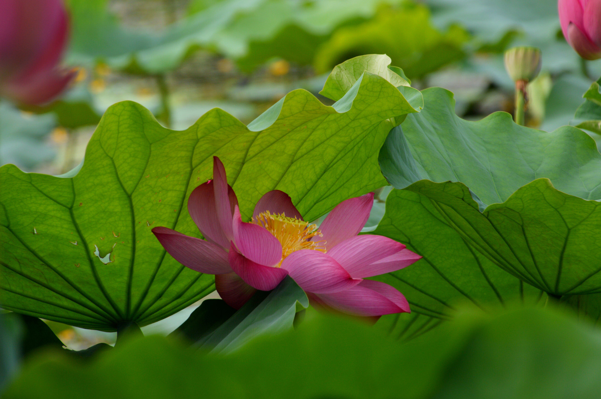 DSC_0074.JPG