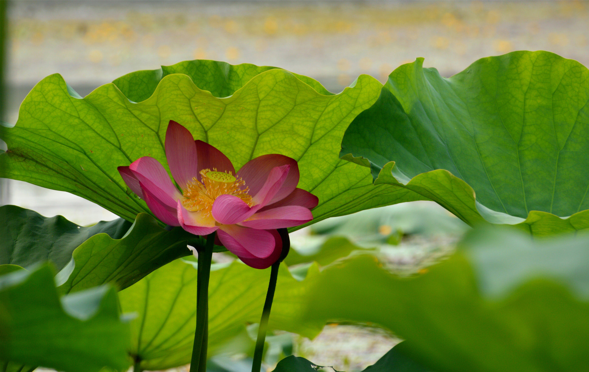 DSC_0081.JPG