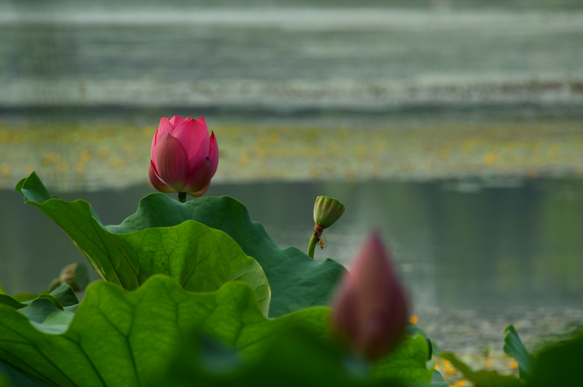 DSC_0088.JPG