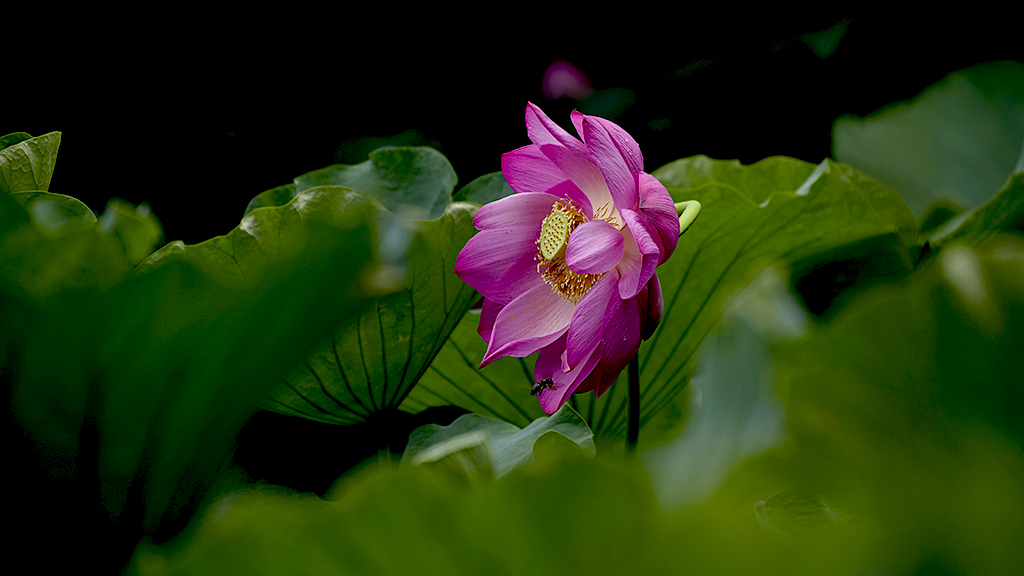 IMGP2009副本副本.jpg