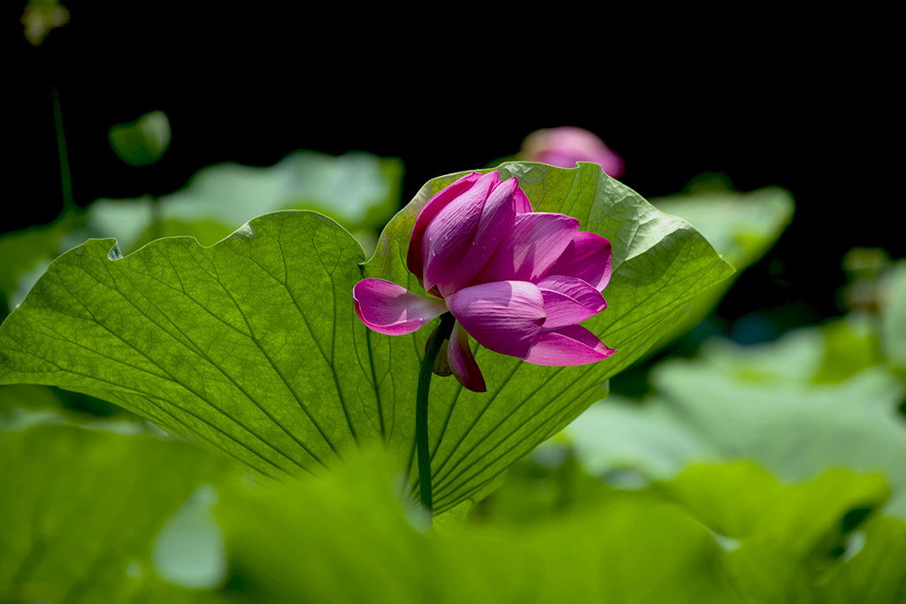IMGP2507副本.jpg