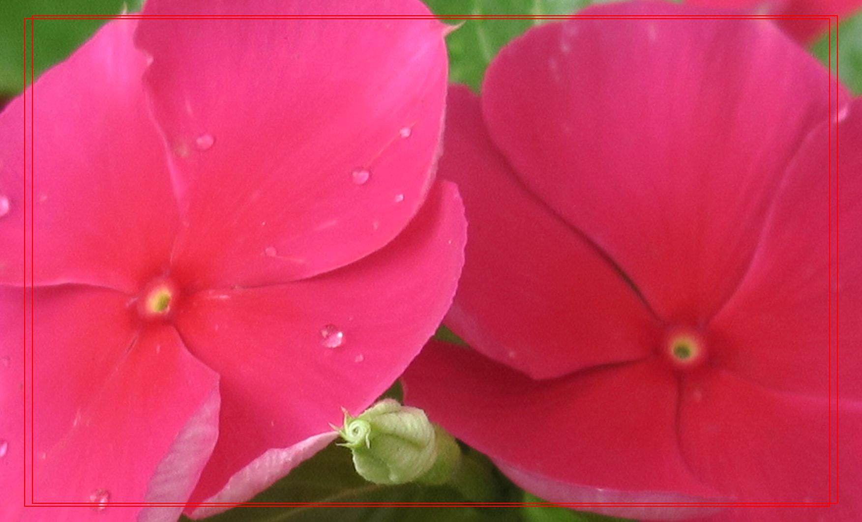 花儿为什么这样红_副本.jpg