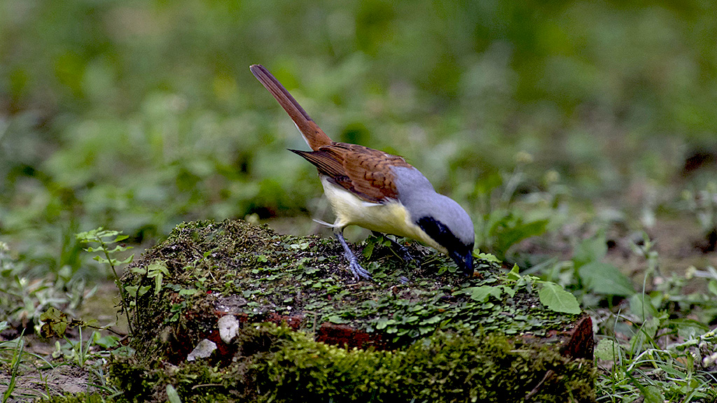 IMGP8551副本.jpg