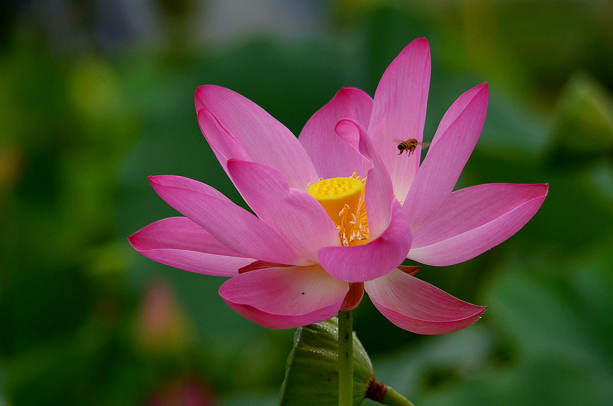 DSC_7408_副本.jpg