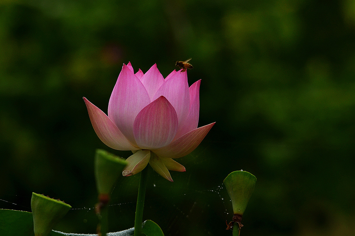 DSC_7385_副本.jpg
