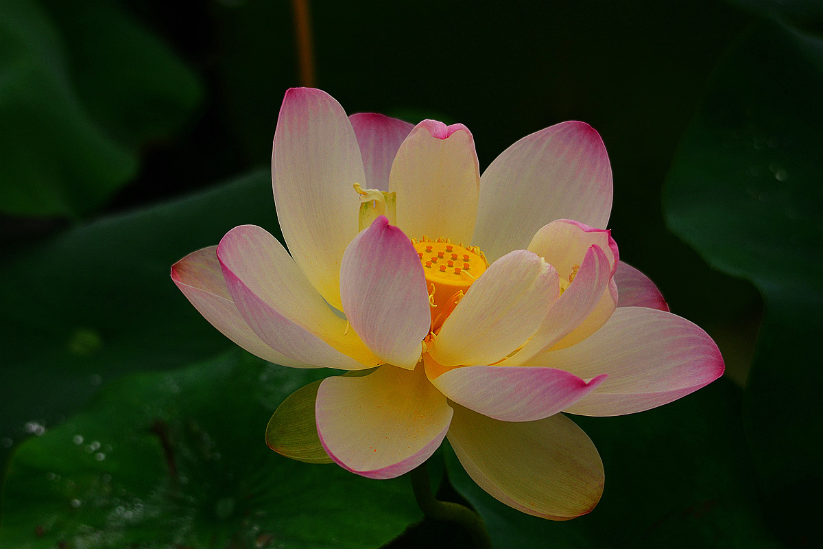 DSC_7502_副本.jpg