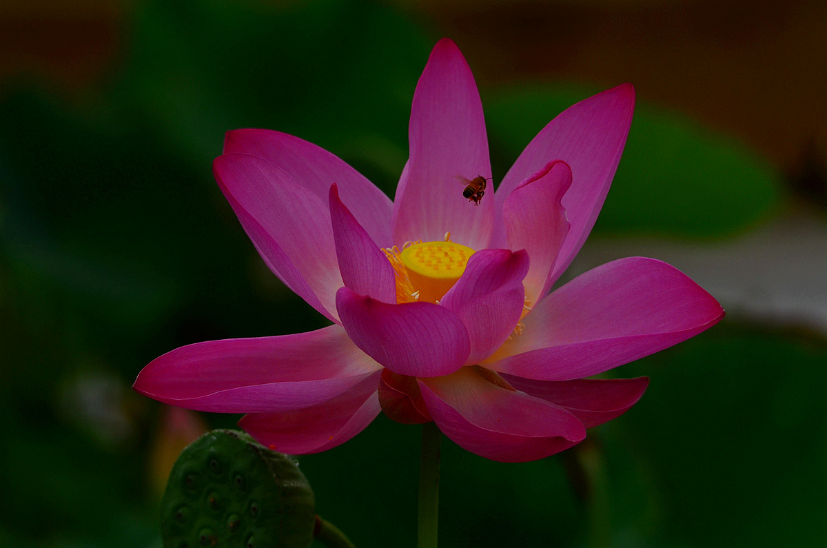 DSC_7433_副本.jpg