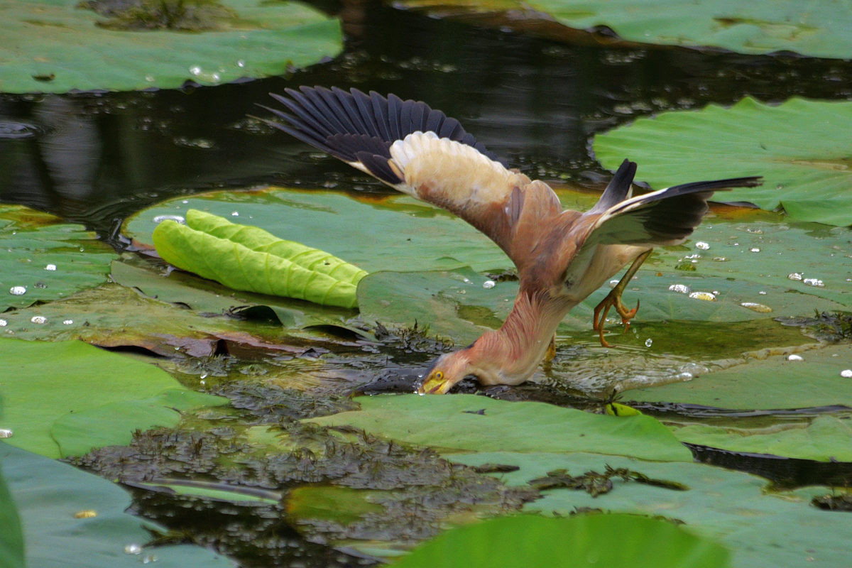 DSC_7683_副本黄尾鹣.jpg