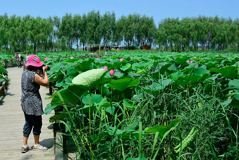 铁岭莲花湿地采风花絮 (8).jpg