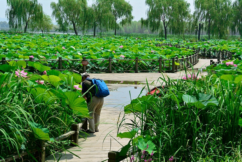 铁岭莲花湿地采风花絮 (7).jpg