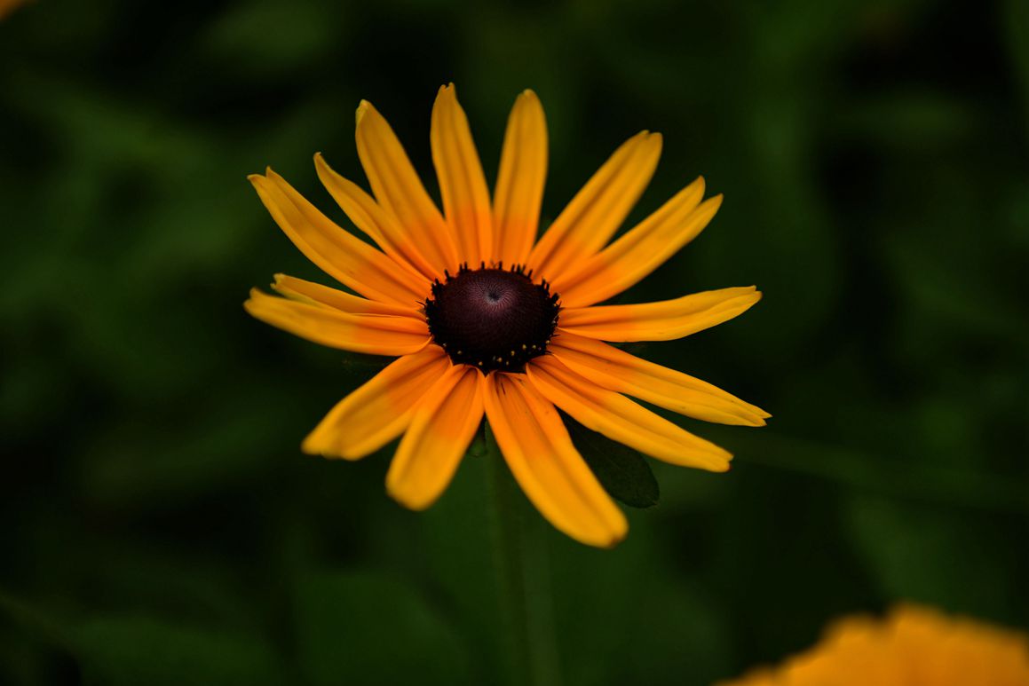 DSC_2710.JPG