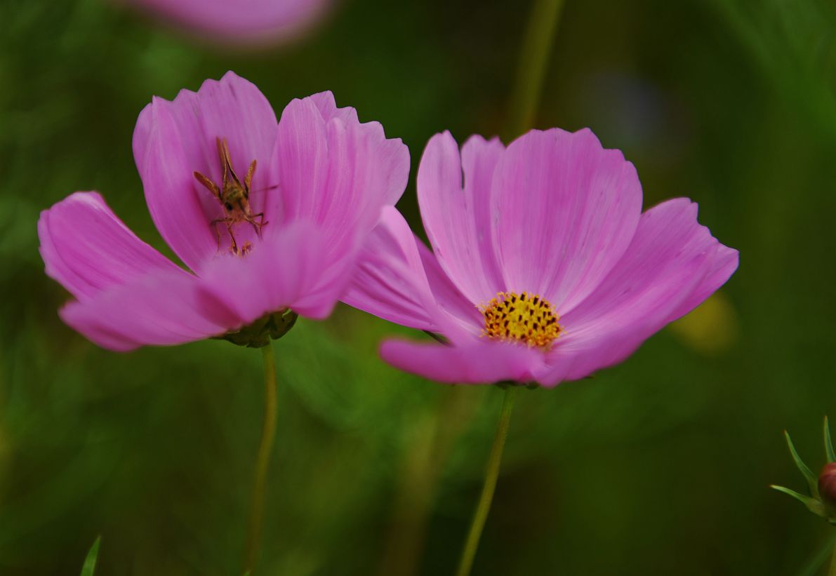 DSC_2849.JPG