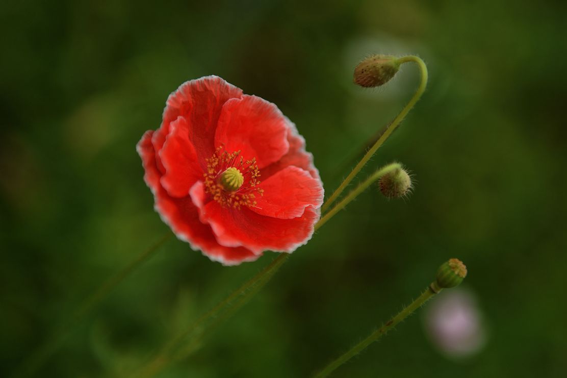 DSC_2887.JPG