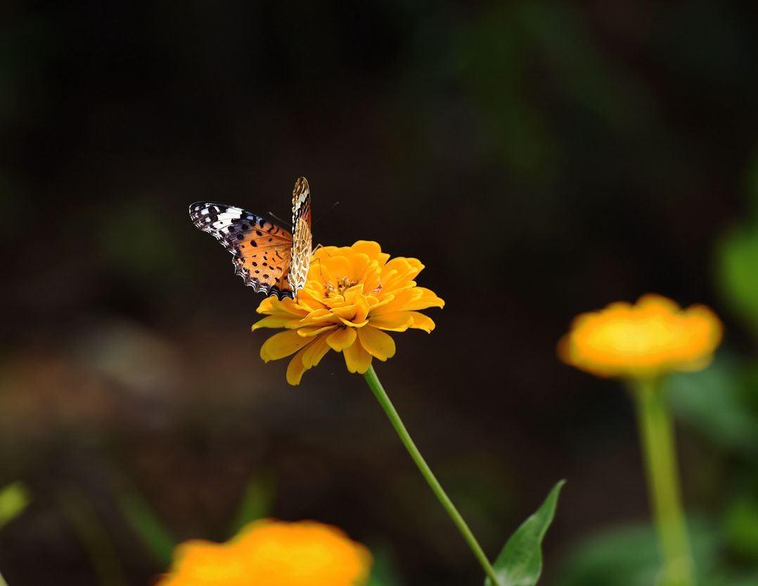 DSC_2976.JPG