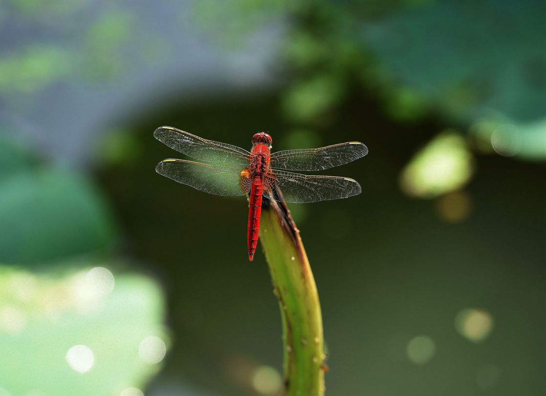 DSC_3074.JPG