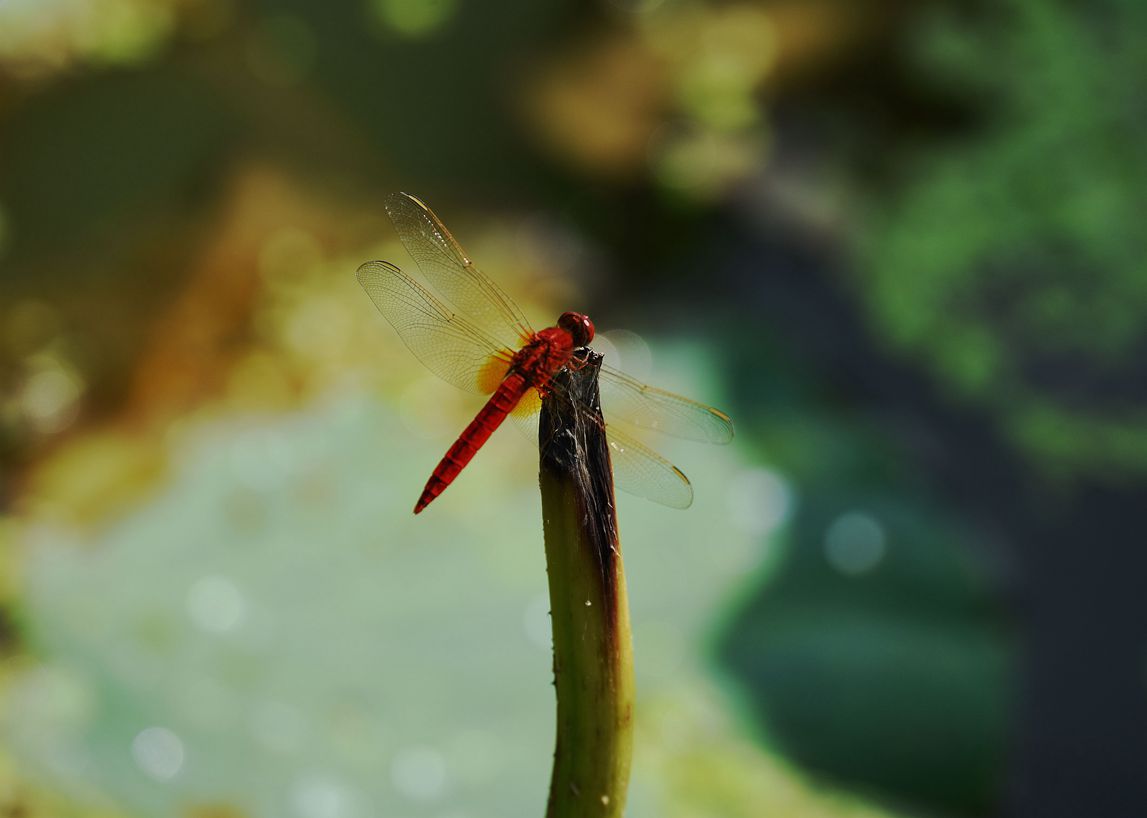 DSC_3080.JPG