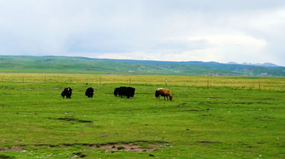 DSC08708_副本.jpg