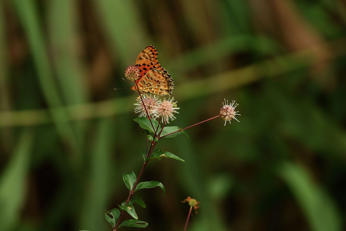 DSC_3243.JPG