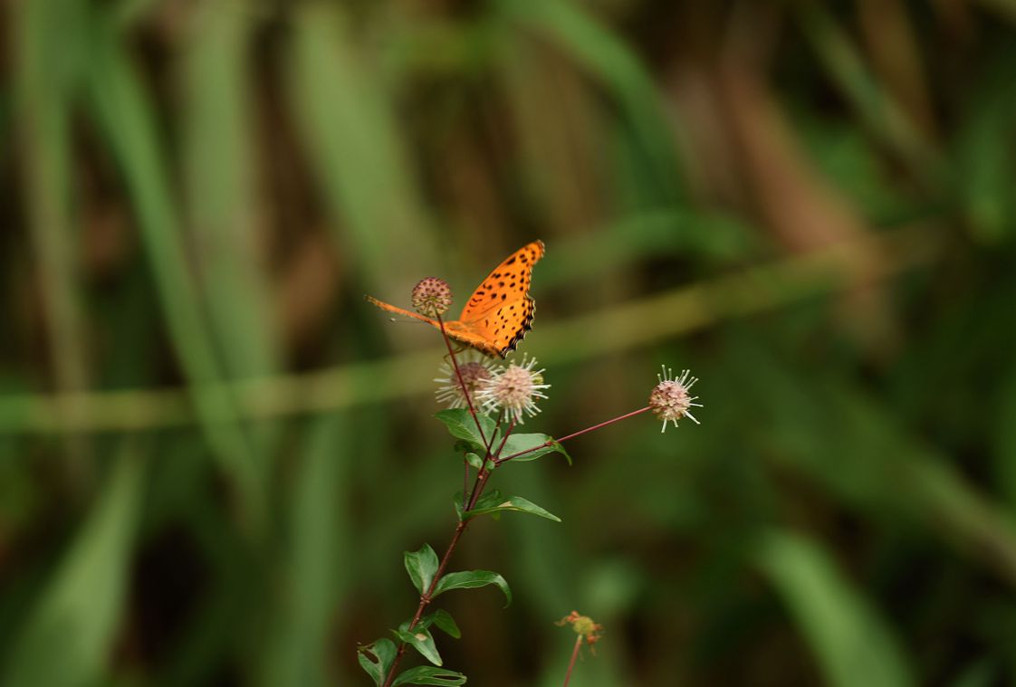 DSC_3246.JPG