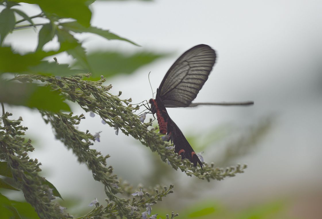 DSC_3281.JPG