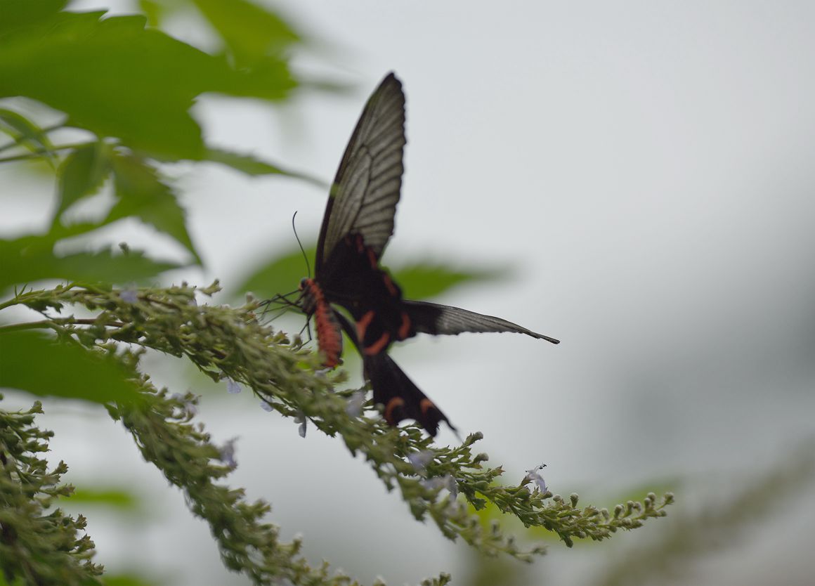 DSC_3284.JPG
