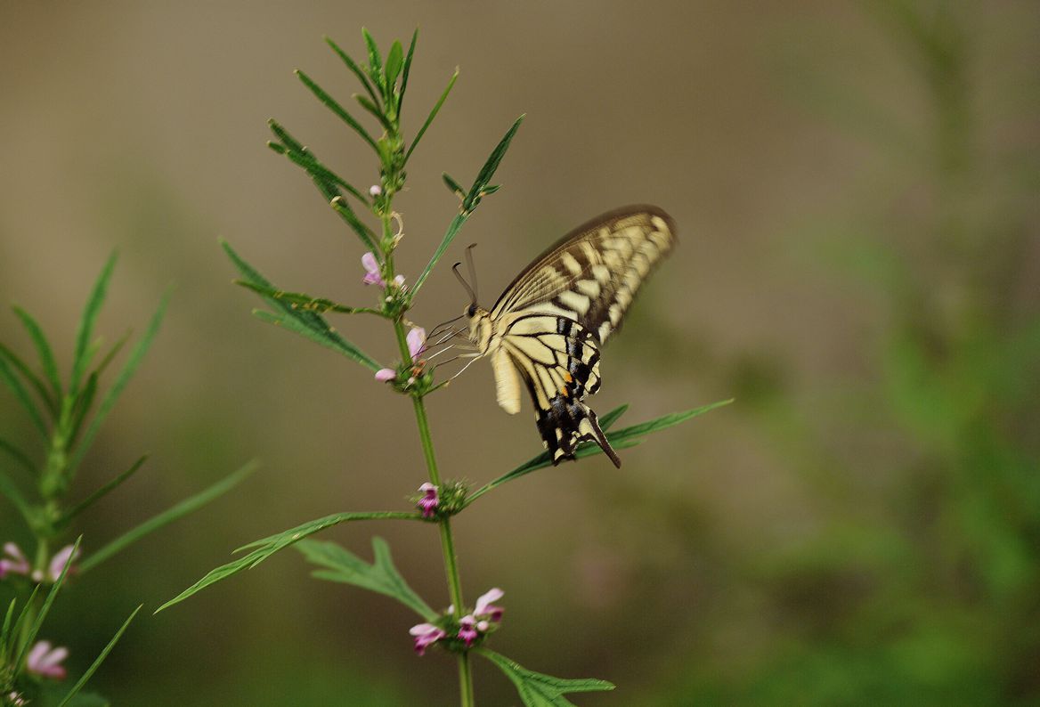 DSC_3317.JPG