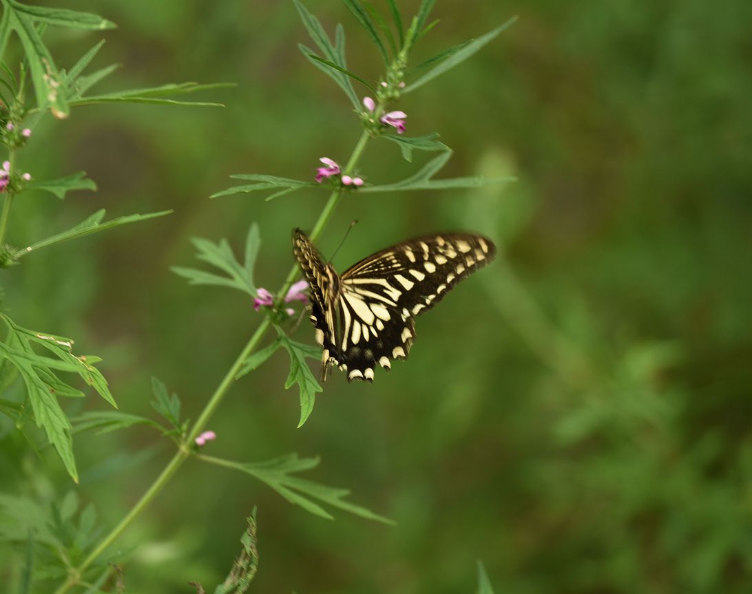 DSC_3318.JPG