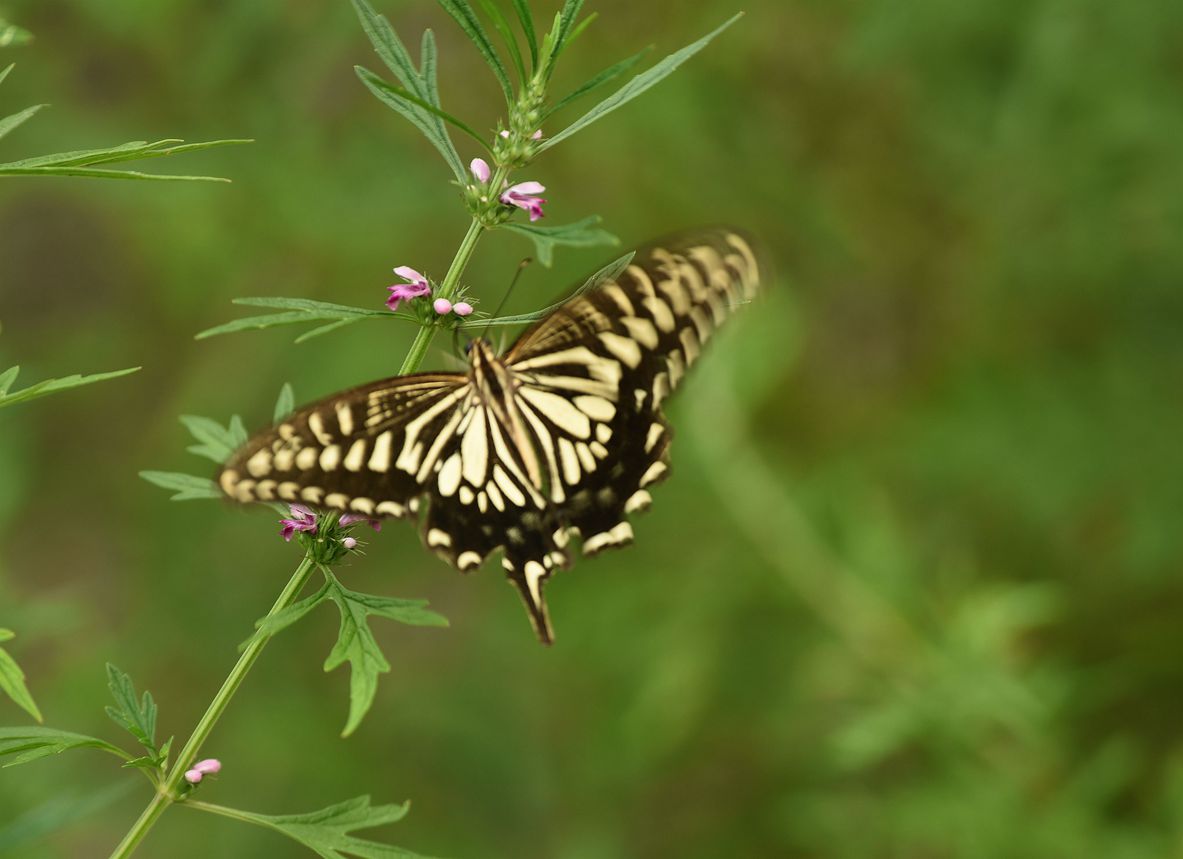 DSC_3320.JPG