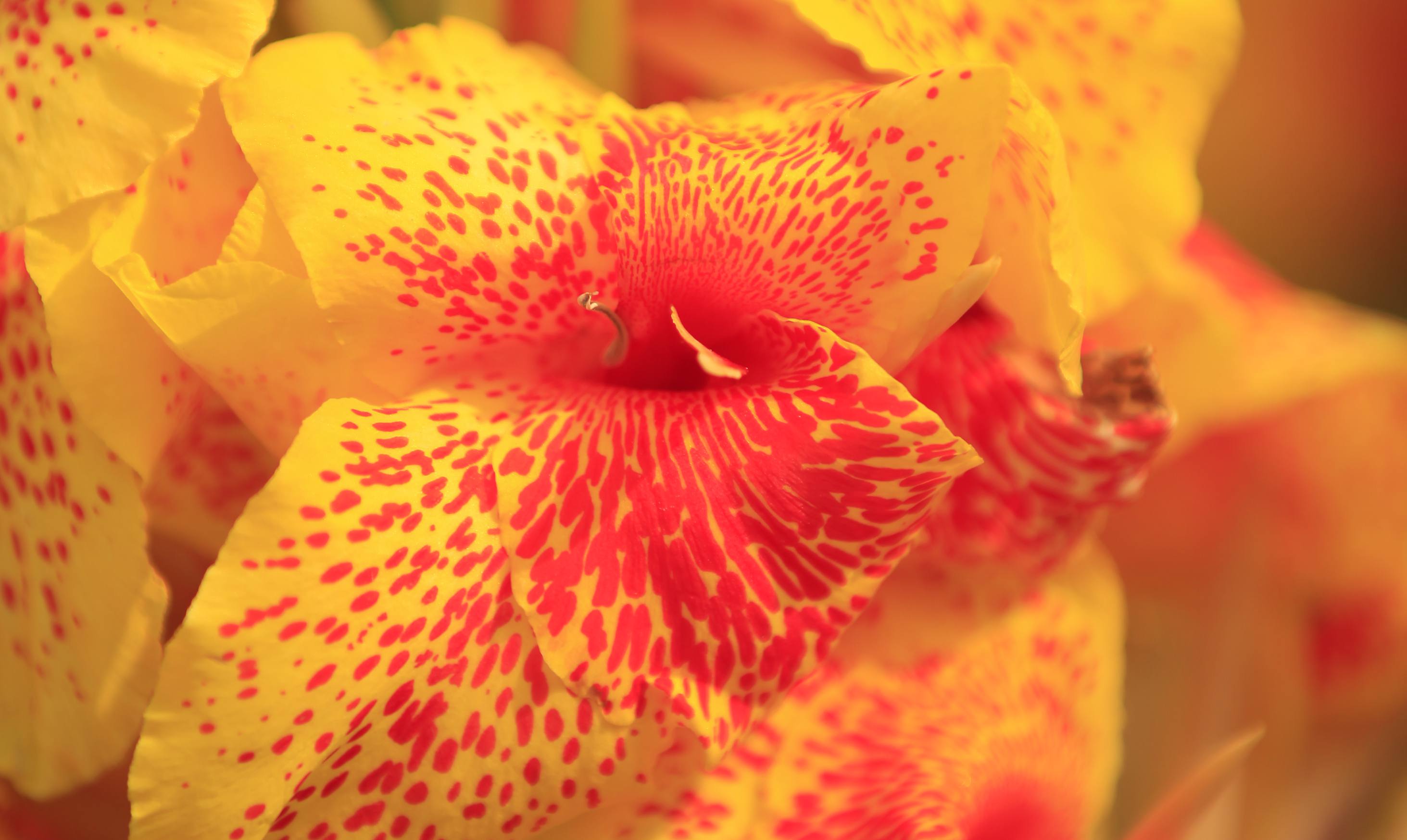 _MG_6560.JPG