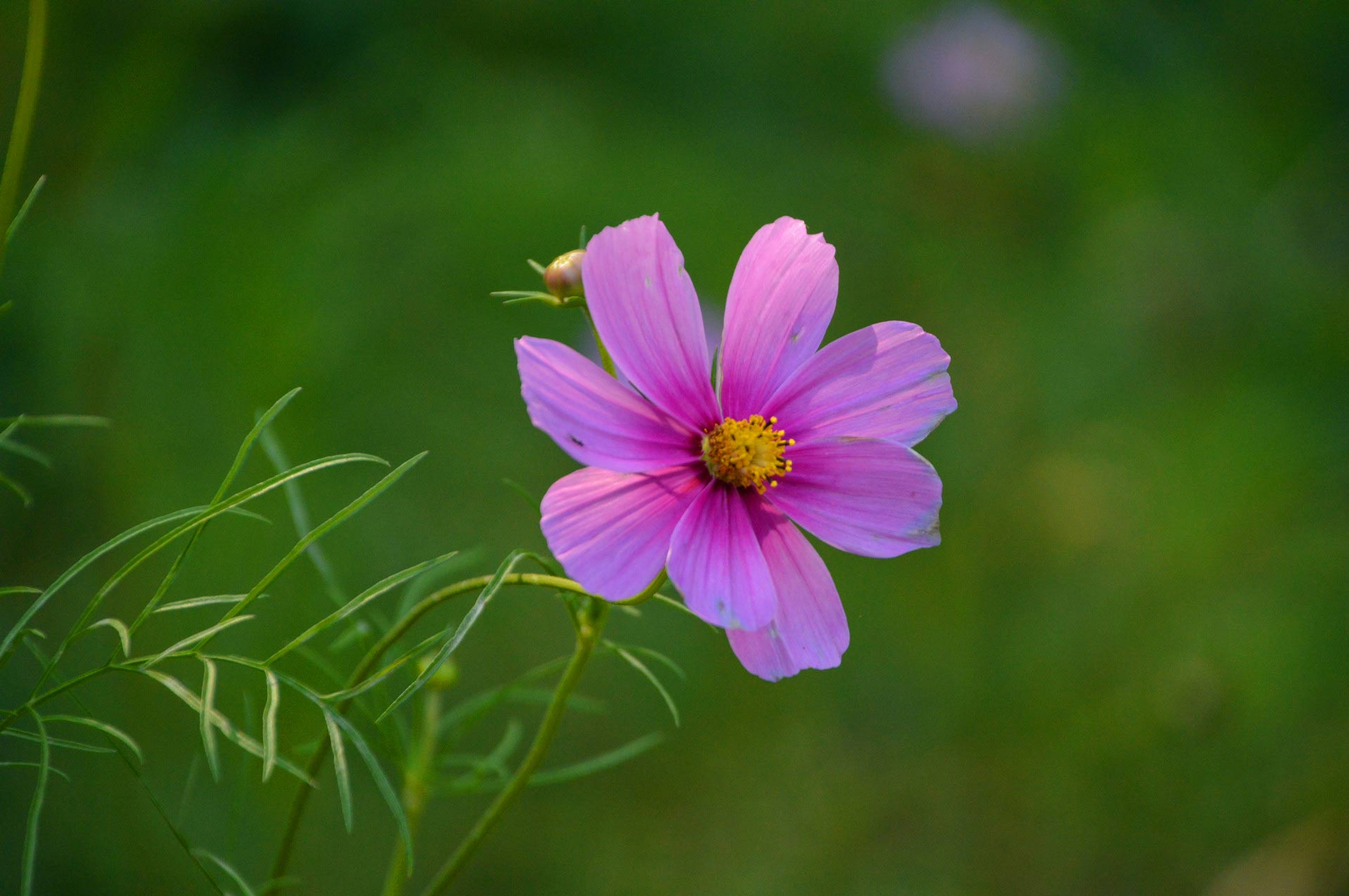 DSC_0810_副本.jpg