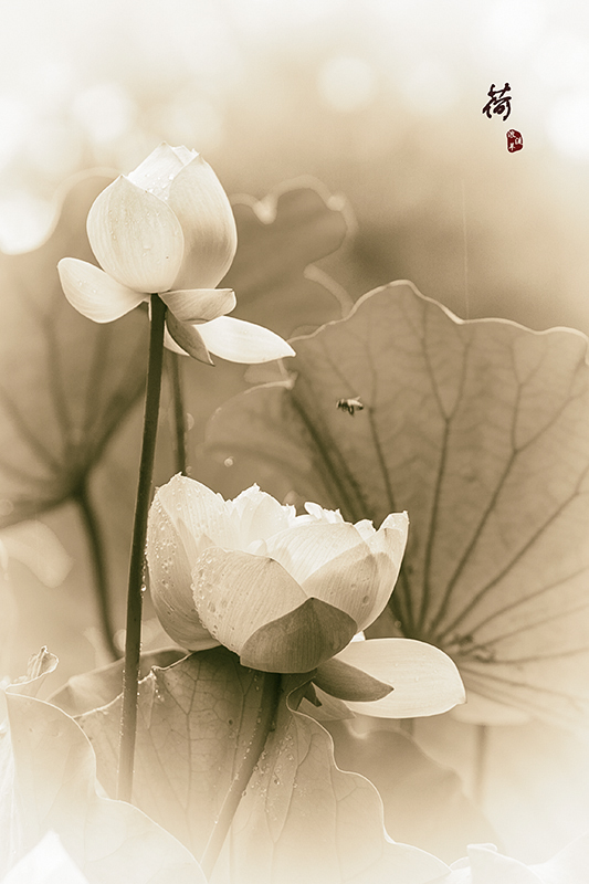 IMG_9797-滤镜荷花  加字  小小.jpg
