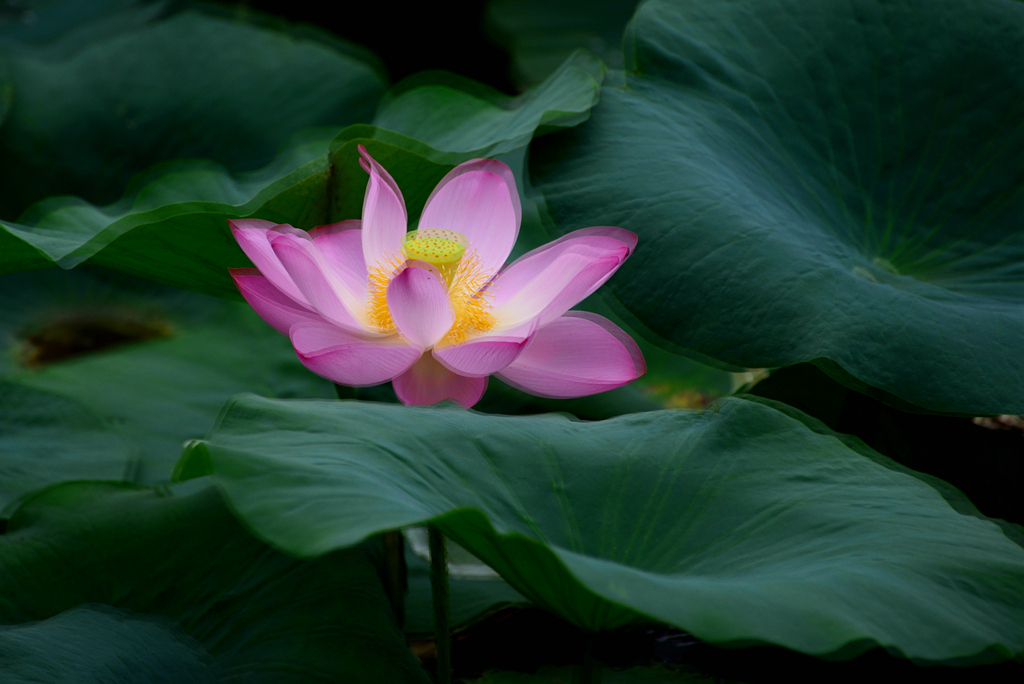 DSC_2491.JPG