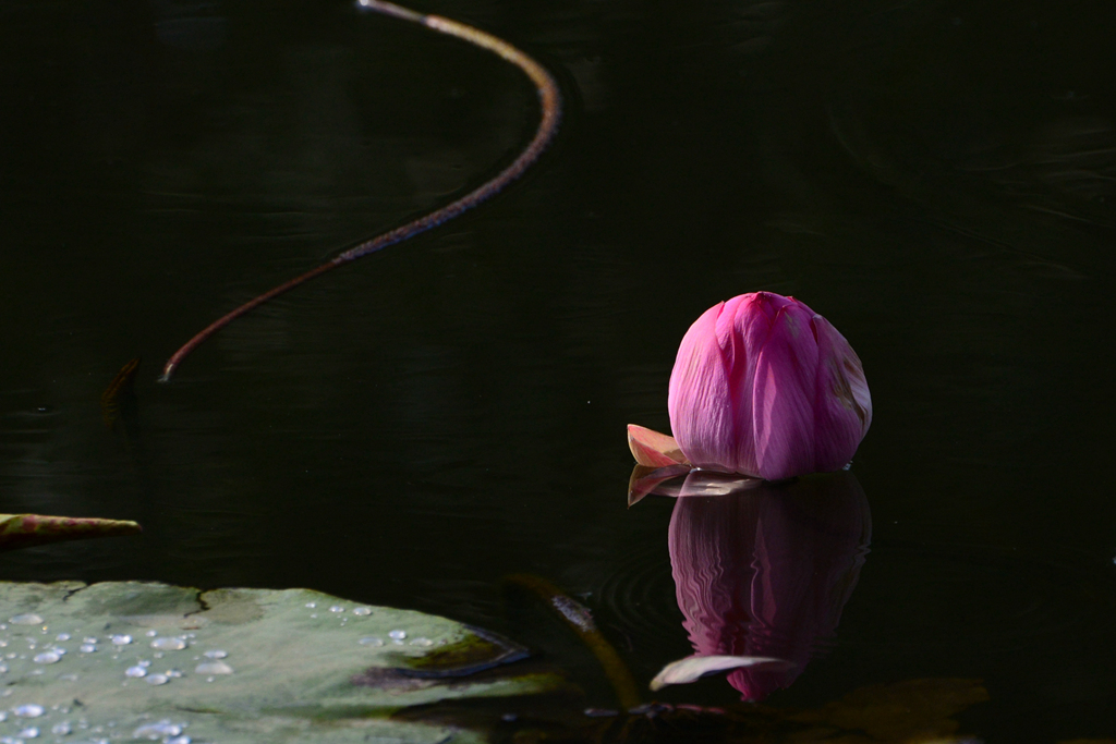 DSC_2668.JPG