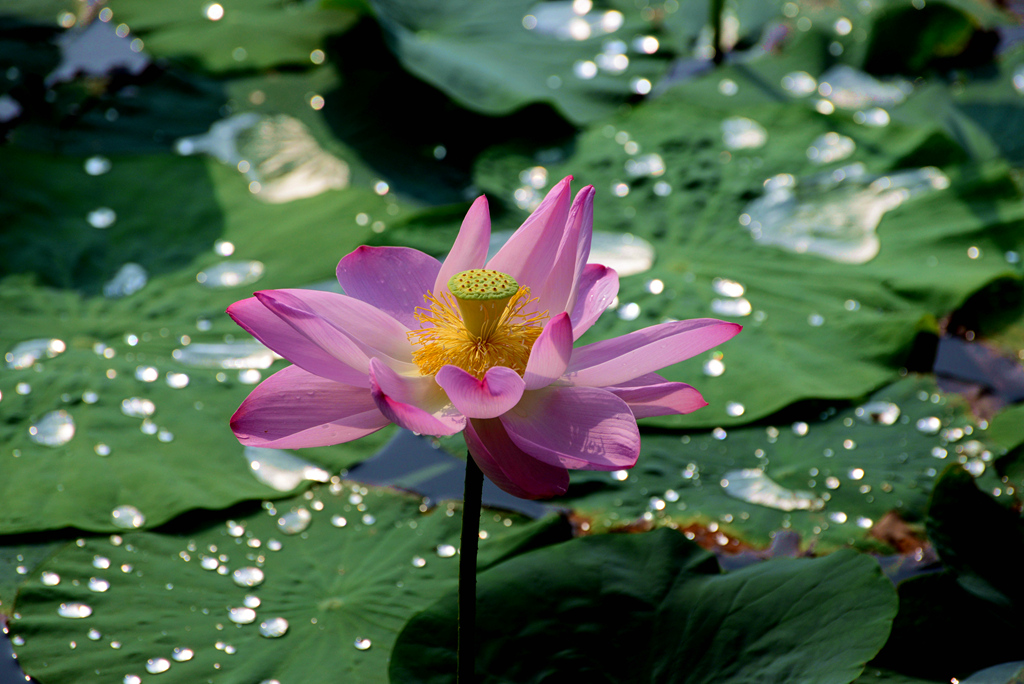 DSC_2672.JPG