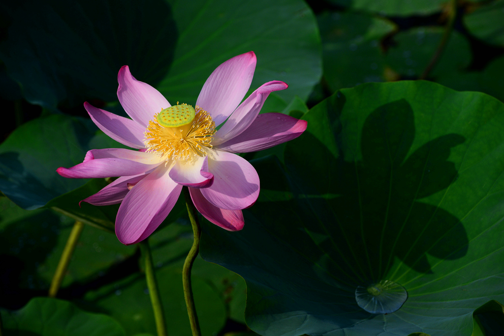 DSC_2689.JPG