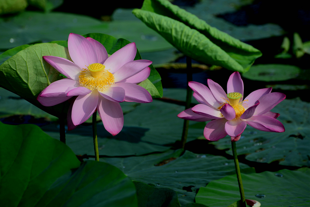 DSC_2695.JPG