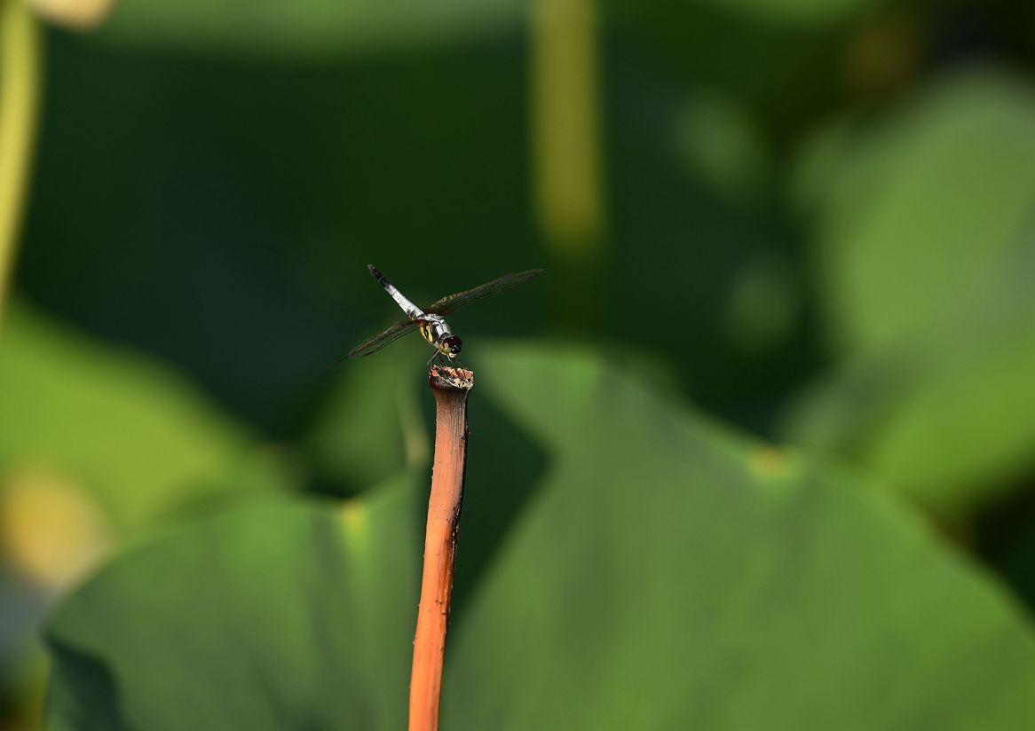 DSC_3381.JPG