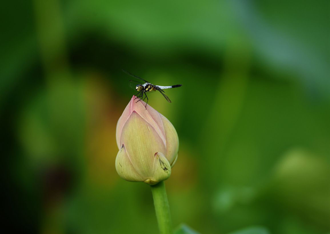 DSC_3487.JPG