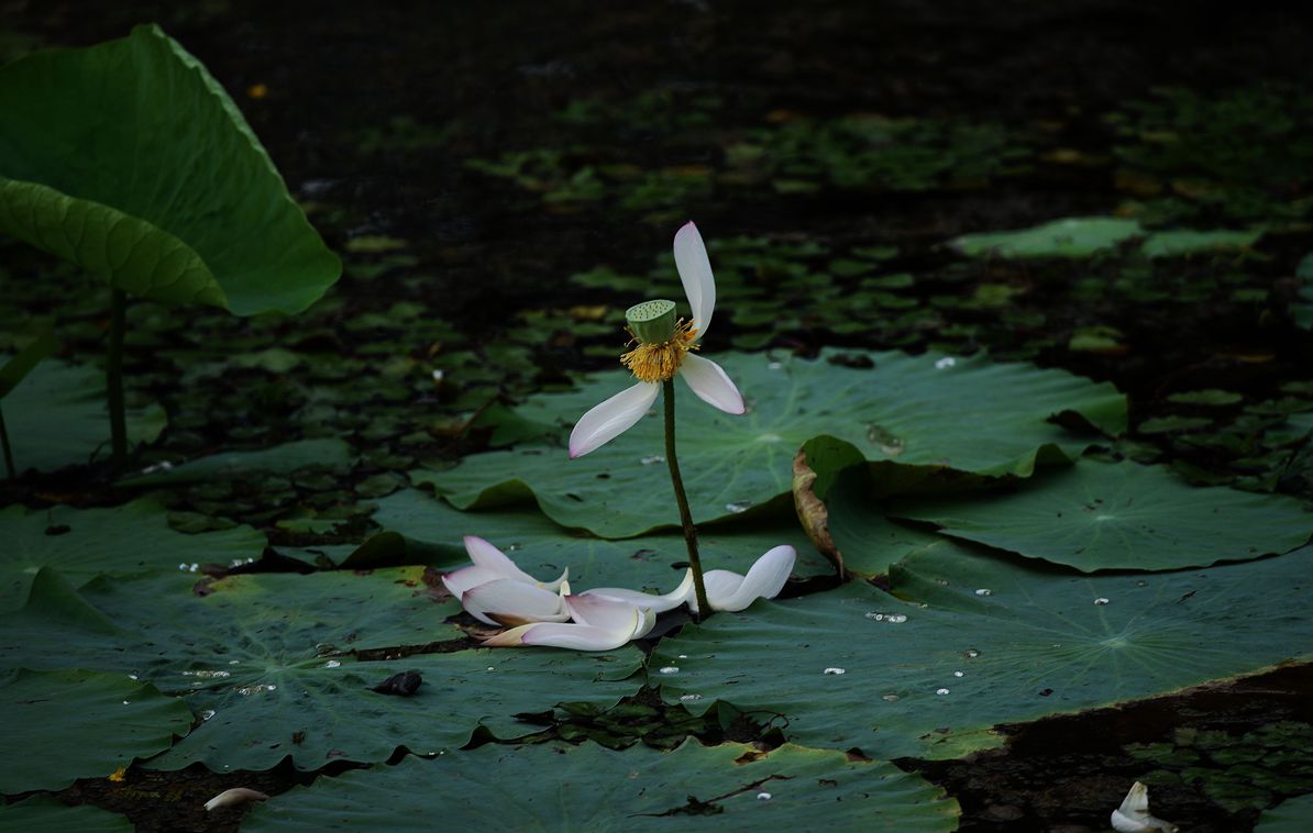DSC_3786.JPG