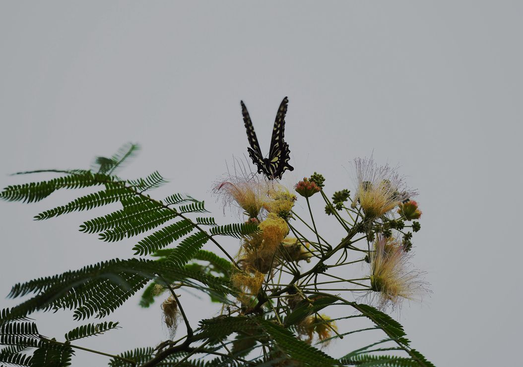 DSC_3882.JPG